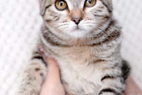 В дар кошку. Полосатый котенок-подросток Марфушенька-душенька в дар. Фото3