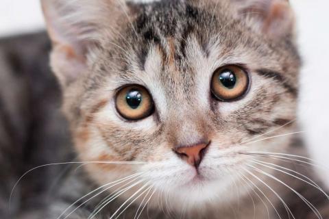 В дар кошку. Трехцветный полосатый котёнок Тея в добрые руки. Фото1