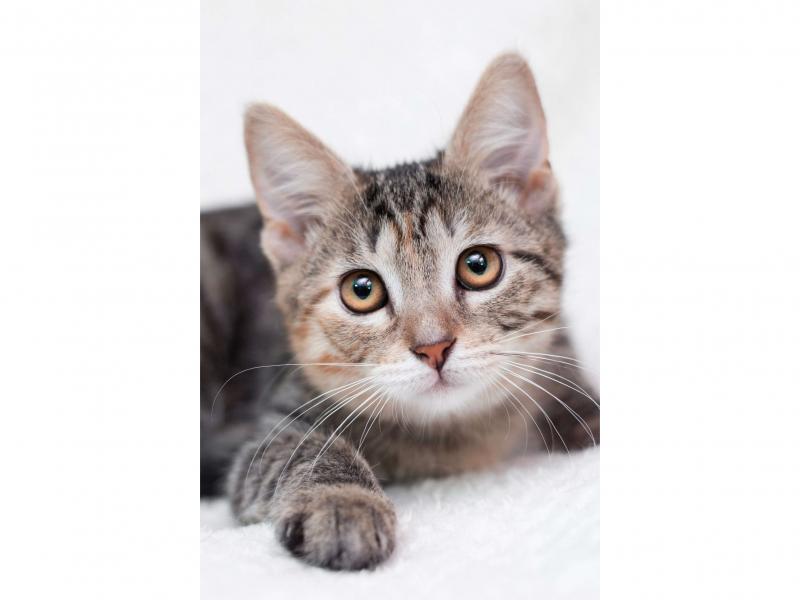 В дар кошку