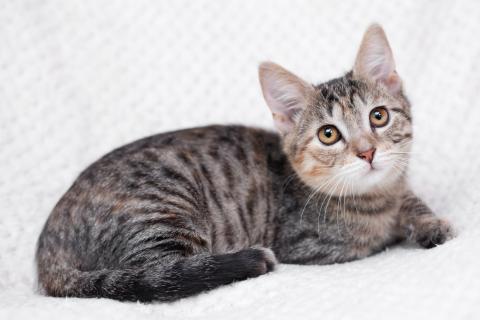 В дар кошку. Трехцветный полосатый котёнок Тея в добрые руки. Фото3