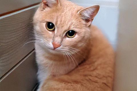 В дар кошку. Ищет дом кот Персик — ласковый, спокойный, домашний. Фото2