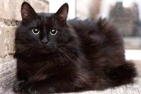 В дар кошку. Пушистый крупный черный кот Кеша в добрые руки. Фото3