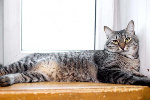 В дар кошку. Полосатый ласковый кот Шпрот в добрые руки. Фото2