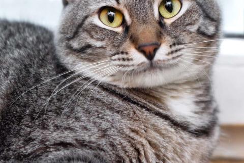 В дар кошку. Полосатый ласковый кот Шпрот в добрые руки. Фото3