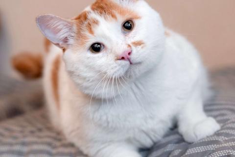 В дар кошку. Спокойный и ласковый бесхвостый кот Грек в дар. Фото1