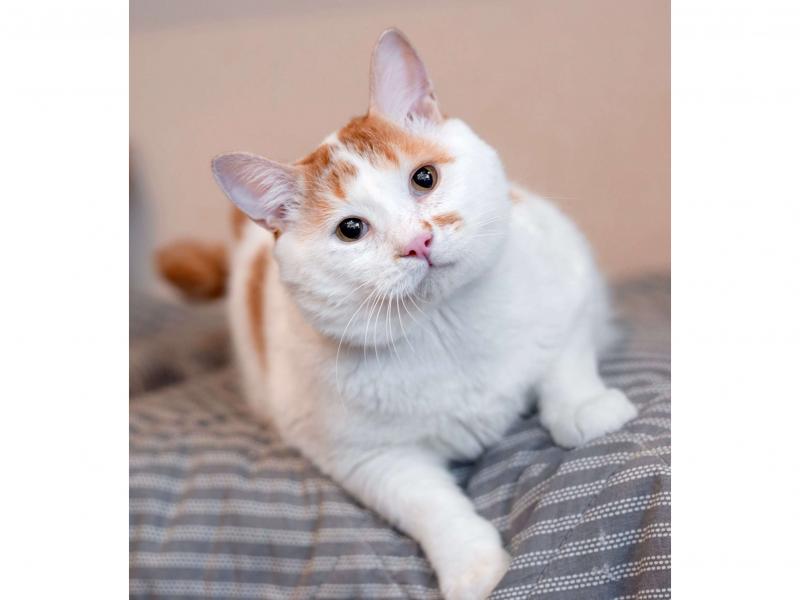 В дар кошку