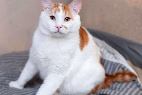 В дар кошку. Спокойный и ласковый бесхвостый кот Грек в дар. Фото3