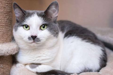 В дар кошку. Смешная и ласковая кошечка Вася в дар. Фото2