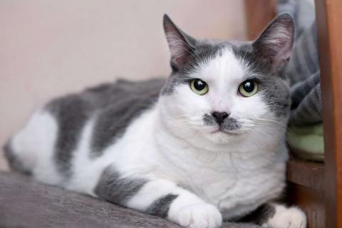 В дар кошку. Смешная и ласковая кошечка Вася в дар. Фото3