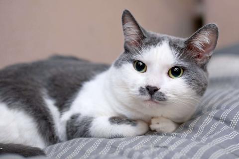 В дар кошку. Смешная и ласковая кошечка Вася в дар. Фото4