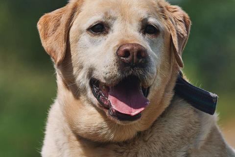 В дар собаку. Лабрадор Марио в добрые руки. Фото1