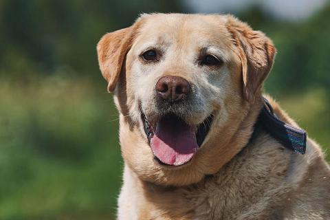 В дар собаку. Лабрадор Марио в добрые руки. Фото2