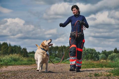 В дар собаку. Лабрадор Марио в добрые руки. Фото3