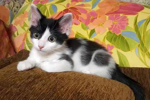 В дар кошку. Ласковая, игривая девочка-котенок Мэй в добрые руки. Фото1