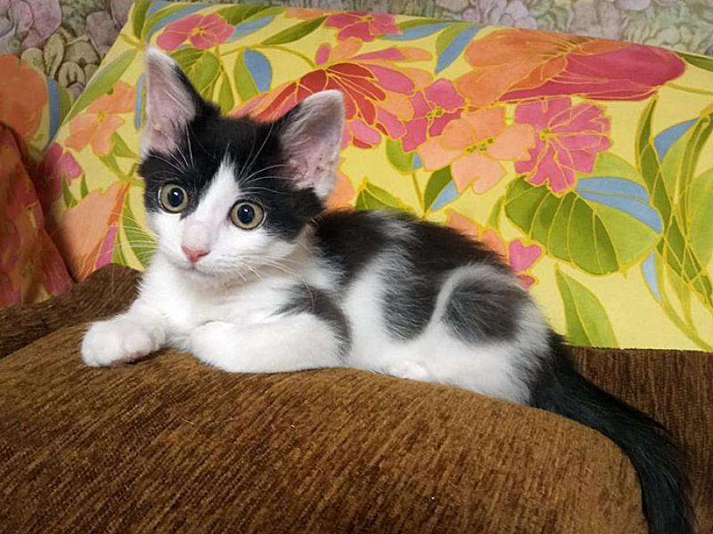 В дар кошку