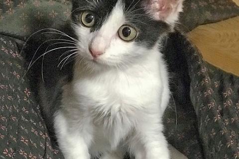 В дар кошку. Ласковая, игривая девочка-котенок Мэй в добрые руки. Фото2