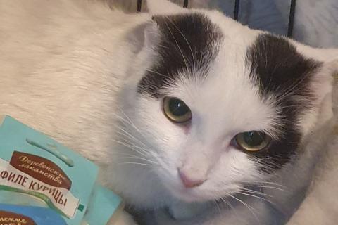 В дар кошку. Очарование по имени Понти. Фото1