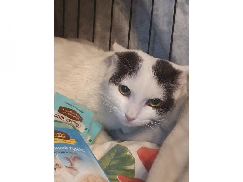 В дар кошку