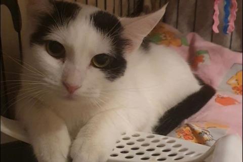 В дар кошку. Очарование по имени Понти. Фото2