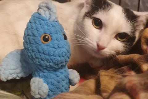 В дар кошку. Очарование по имени Понти. Фото3