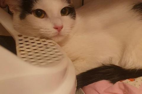 В дар кошку. Очарование по имени Понти. Фото4