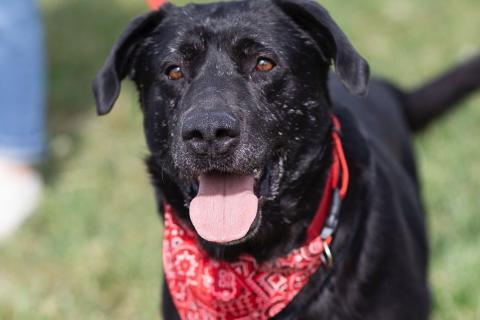 В дар собаку. Дружелюбный Неро ищет дом и семью!. Фото1