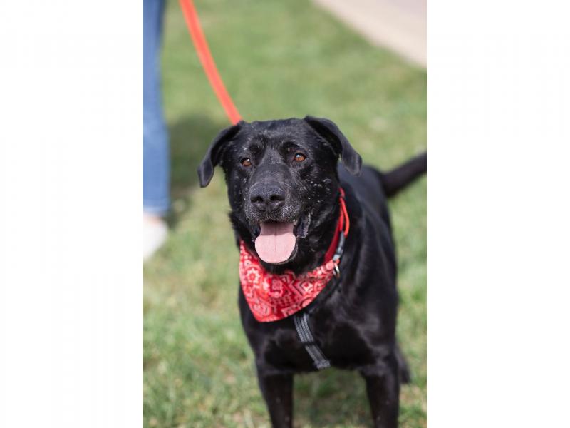 В дар собаку