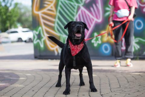 В дар собаку. Дружелюбный Неро ищет дом и семью!. Фото2