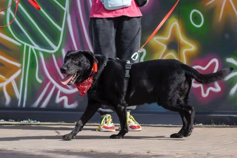 В дар собаку. Дружелюбный Неро ищет дом и семью!. Фото3