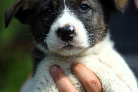 В дар собаку. Очаровательные разноцветные малыши-карандаши в дар. Фото3