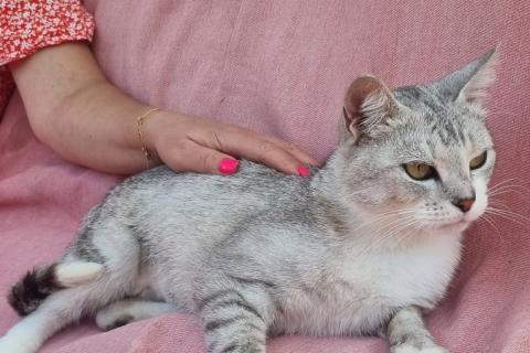 В дар кошку. Британская серебристая шиншилла Белка в добрые руки. Фото2