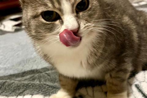 В дар кошку. Ласковая и мурчливая кошечка Грэя в дар. Фото1