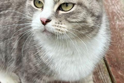 В дар кошку. Ласковая и мурчливая кошечка Грэя в дар. Фото3