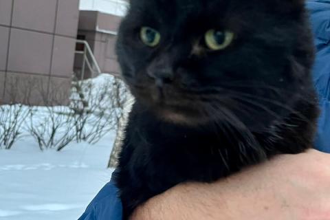 В дар кошку. Черный курносый кот Блэйк в добрые руки. Фото2