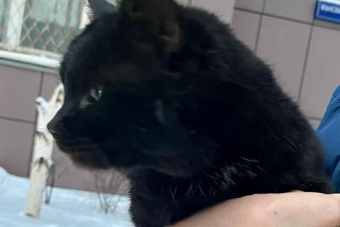 В дар кошку. Черный курносый кот Блэйк в добрые руки. Фото3