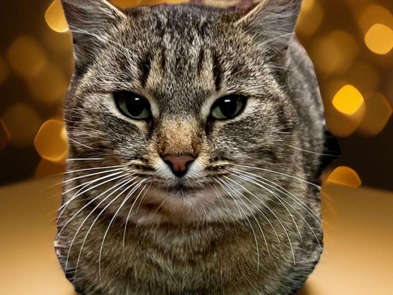 В дар кошку