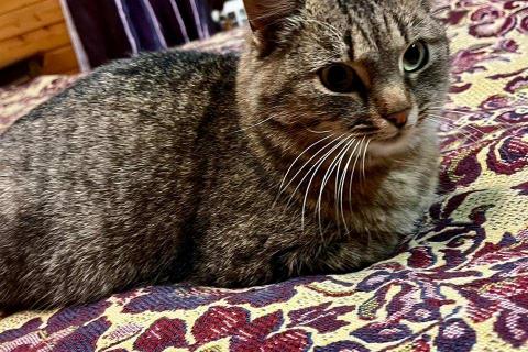 В дар кошку. Благородная и ласковая кошка Сима в добрые руки. Фото4