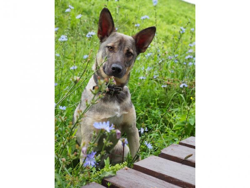 В дар собаку