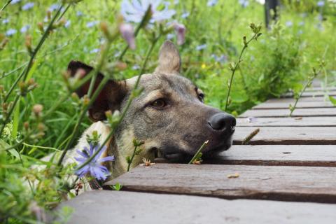 В дар собаку. Дымчато-идеальный пёсик Барри ищет дом. Фото4