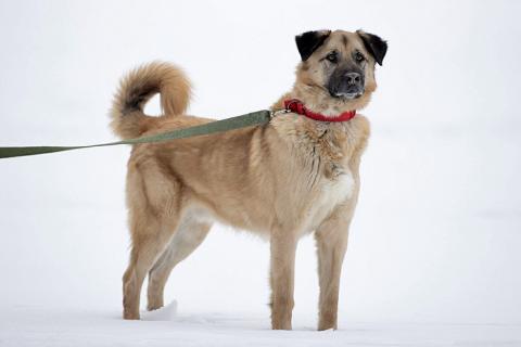 В дар собаку. Ищем дом для дружелюбного пса Грэма. Фото1