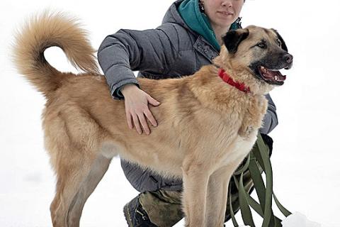 В дар собаку. Ищем дом для дружелюбного пса Грэма. Фото2