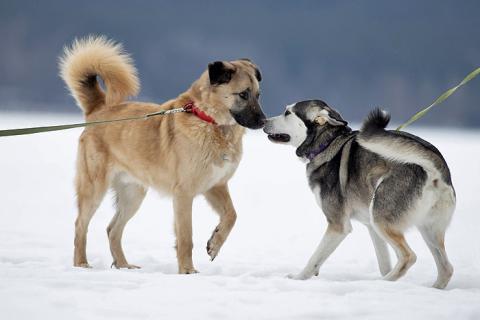 В дар собаку. Ищем дом для дружелюбного пса Грэма. Фото3