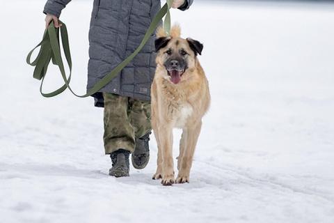 В дар собаку. Ищем дом для дружелюбного пса Грэма. Фото4