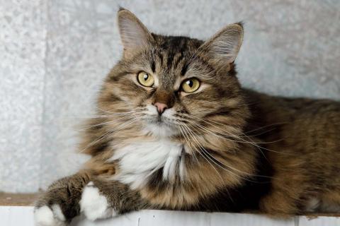 В дар кошку. Сибирская кошка-красавица Алиса в дар. Фото1