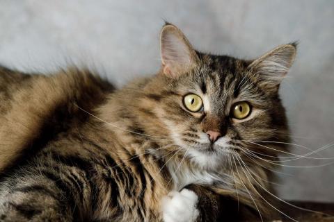 В дар кошку. Сибирская кошка-красавица Алиса в дар. Фото4