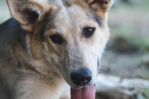 В дар собаку. Серафима — собака-удача в дар . Фото3
