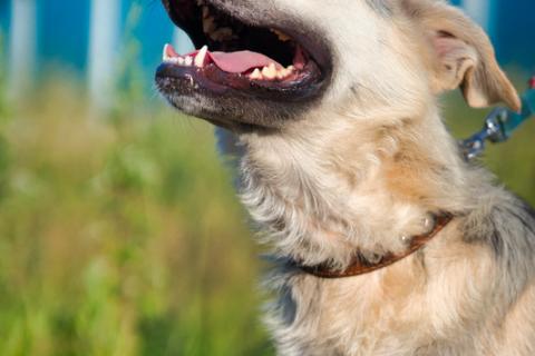 В дар собаку. Общительная и добродушная собака Моника в дар. Фото4