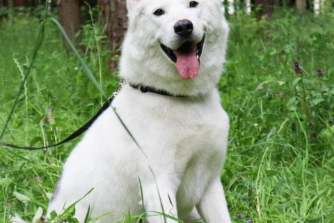 В дар собаку. Белый красавец Норд в добрые руки. Фото1