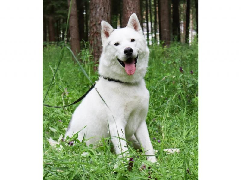 В дар собаку