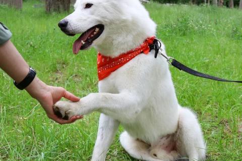 В дар собаку. Белый красавец Норд в добрые руки. Фото3